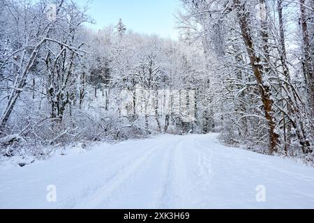 Tire tracks and footprints are in fresh snow on a road surrounded by snowy trees. Stock Photo