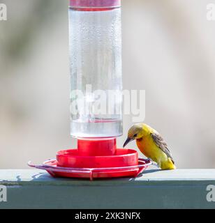 Hooded Oriole Female at Hummingbird Feeder Stock Photo