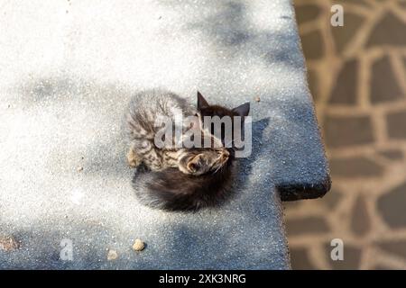 Two cute kittens sleeping together outside on a sunny day Stock Photo