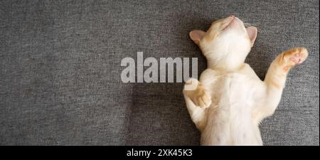 Cute Burmese kitten sleeps sweetly on the sofa. Top view. Copy space. Stock Photo