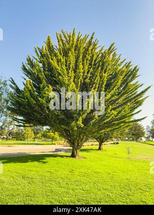 Lone cypress tree stands prominently in a well-maintained park. Stock Photo