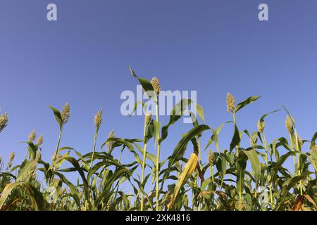 corn field in Upper Egypt Stock Photo