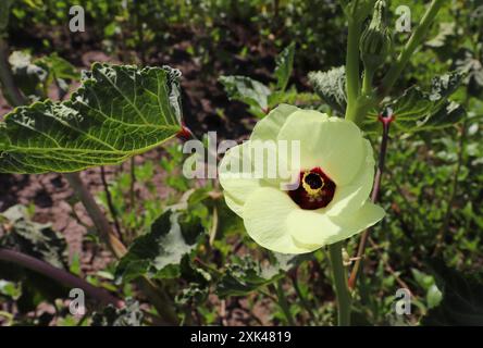 okra plant flower (Abelmoschus esculentus) in Upper Egypt Stock Photo