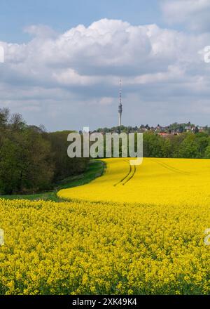 Flowering oilseed rape flower field against blue sky closeup Stock ...