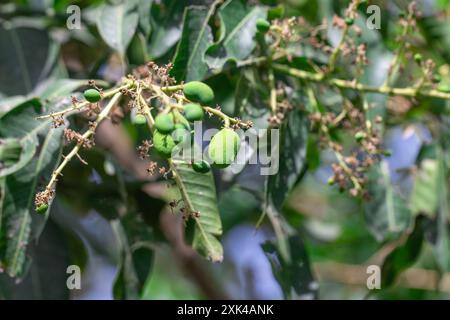 A close-up shot of young, green mangoes growing on a branch with lush green leaves, bathed in the warm sunlight. Stock Photo