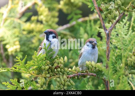 two males juvenile tree sparrows standing together on a thuja tree (Passer montanus) Stock Photo