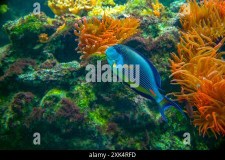 Sohal surgeonfish [Acanthurus sohal] of family Acanthuridae from Red Sea in Egypt. Acanthurus sohal species living in Red Sea and Persian Gulf Stock Photo