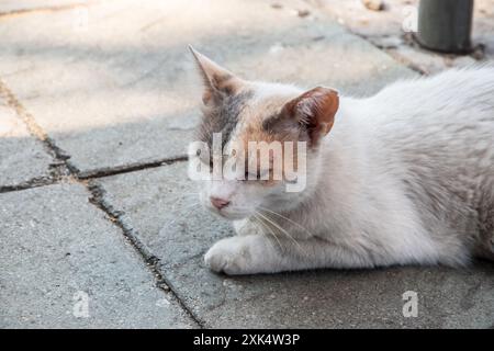 Street stray cat lying on pavement closeup Stock Photo