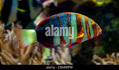 Harlequin tuskfish (Lienardella fasciata or Choedoron fasciatus) is a marine fish native to western Pacific Ocean. Stock Photo