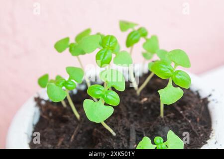 Basil sprouts. Basil growing from seeds, small size in a beautiful clay pot with a pattern Stock Photo