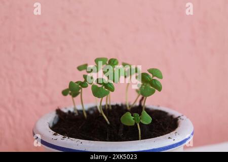 Basil sprouts. Basil growing from seeds, small size in a beautiful clay pot with a pattern Stock Photo