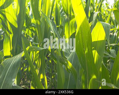 The corn harvest in the field is a vibrant sight, with golden ears ready for picking. Farmers gather the crop using machinery, ensuring a bountiful yi Stock Photo