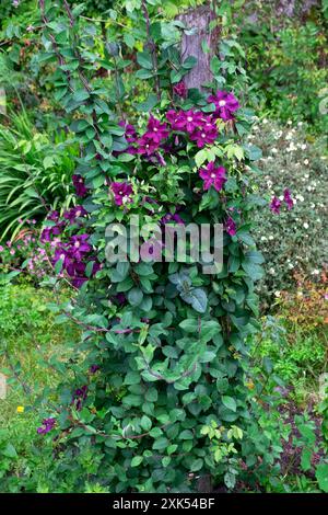 Purple clematis The President flowers in bloom close up in July 2024 garden in Carmarthenshire Wales UK Great Britain  KATHY DEWITT Stock Photo