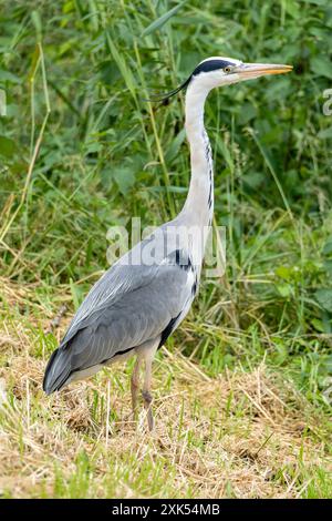 grey heron (Ardea cinerea) in the Netherlands Stock Photo