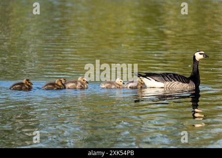 Canada goose (Branta canadensis) with chicks on water Stock Photo