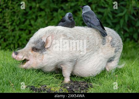 two western jackdaws sitting on minipig Stock Photo