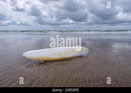 cuttlebone on the beach of Callantsoog, Netherlands Stock Photo