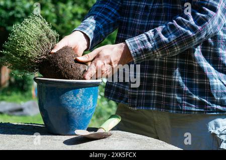 Gardener planting thyme in a pot. Stock Photo
