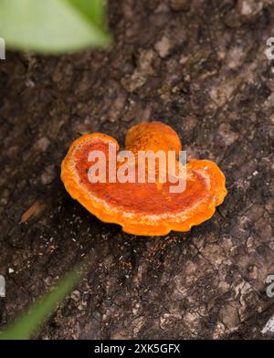 Close photo of Pycnoporellus fulgens in the wood Stock Photo