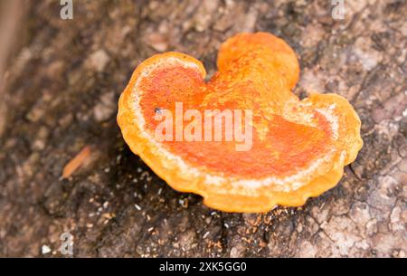 Close photo of Pycnoporellus fulgens in the wood Stock Photo