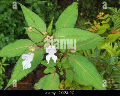 White summer flowers of the invasive hardy annual Himalayan balsam, Impatiens glandulifera Stock Photo