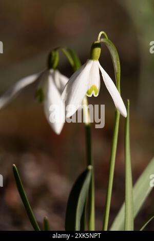 Spring, plant buds, flowers. The end of March. Central Europe. Plants wake  up after winter rest. Day. Winter Stock Photo - Alamy