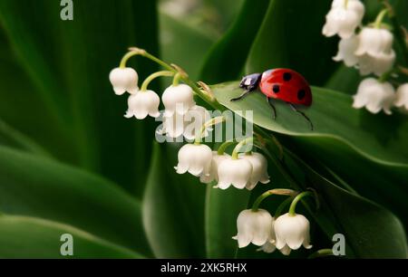 ladybug crawling on a lily of the valley leaf, close-up Stock Photo