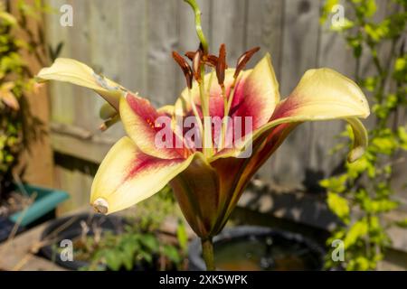 Garden lily in bloom with large yellow, orange and red petals Stock Photo