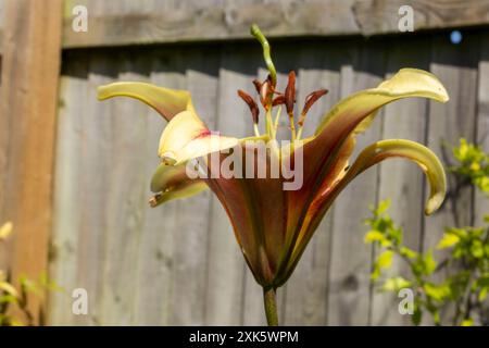 Garden lily in bloom with large yellow, orange and red petals Stock Photo