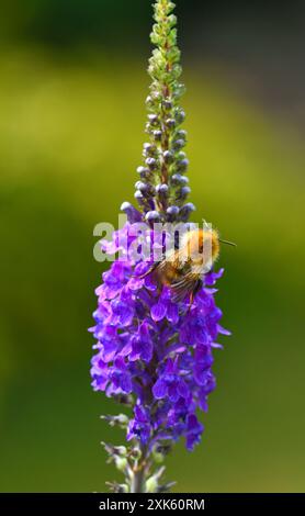 Common Carder Bee on Purple Loosestrife Flower Stock Photo