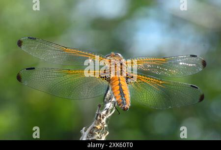 Scarce Caser Dragonfly Female close up Stock Photo