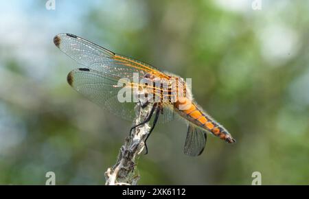 Scarce Caser Dragonfly Female close up Stock Photo