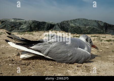 Wintering seagull dies on the shores of the Persian Gulf. Surf foam and sand cover the feathers Stock Photo