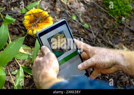 Man looks through mobile app trying to recognize mushroom in woods. Close-up of hands with vitiligo. Copy space. Stock Photo
