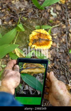 Close-up hands of man with vitiligo using mobile app to recognize mushrooms in woods. Vertical. Stock Photo