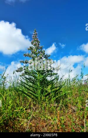 Bugloss, echium (Echium biebersteinii). Dry steppe with intensive grazing of cattle and sheep, but this plant is not eaten because it is highly poison Stock Photo