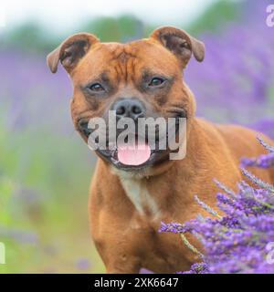Staffordshire bull terrier Stock Photo