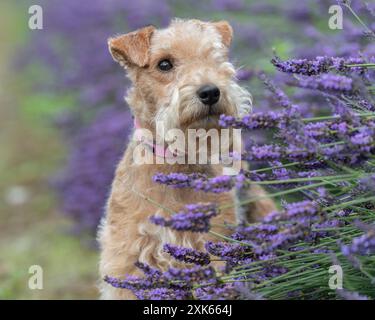 lakeland terrier in flowers Stock Photo