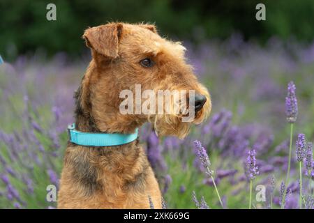 Airedale Terrier dog in lavender flowers Stock Photo