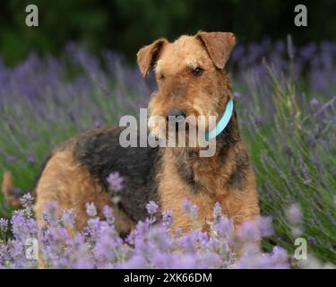Airedale Terrier Stock Photo