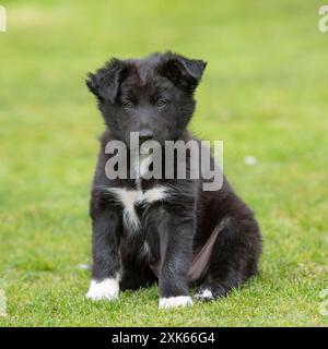 border collie puppy Stock Photo