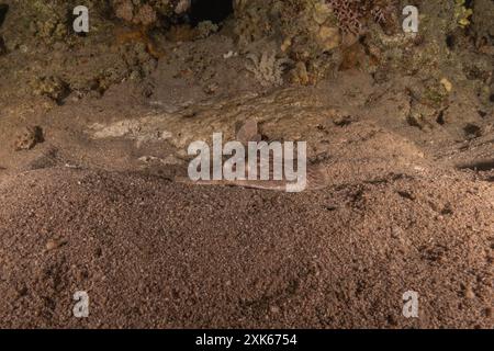 Torpedo sinuspersici On the seabed  in the Red Sea, Israel Stock Photo