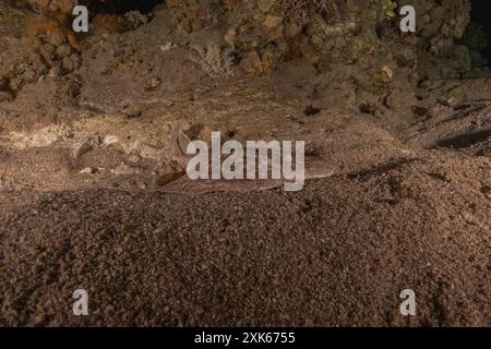 Torpedo sinuspersici On the seabed  in the Red Sea, Israel Stock Photo