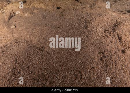 Torpedo sinuspersici On the seabed  in the Red Sea, Israel Stock Photo