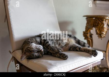 A young cat sleeping on a chair in a house in Istanbul Stock Photo
