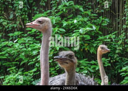 Three ostriches against a background of green thickets. Stock Photo