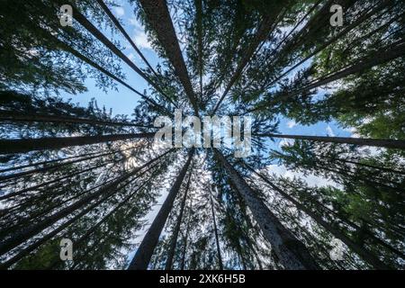 View from ground of tall trees reaching towards the blue sky in a dense forest. Natural, serene, and tranquil. Stock Photo