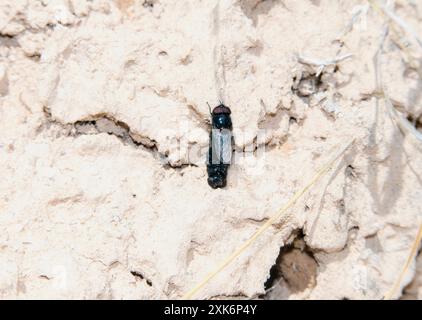 A black blow fly; Phormia regina; rests on the dry soil in Colorado. The fly's shiny black body contrasts with the pale; cracked earth. Stock Photo