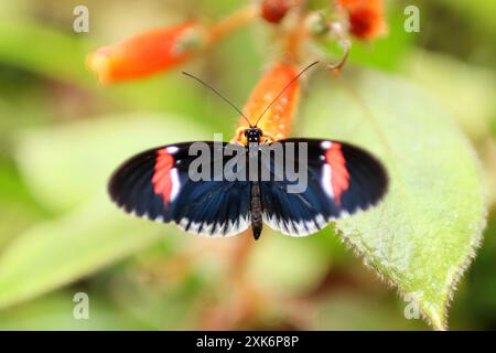 Portrait of beautiful butterfly on a plant. it is taken in summer Stock Photo