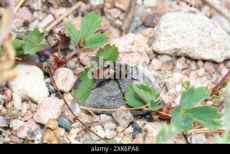 A bristle fly; a member of the Tachinidae family; perches on a slender ...